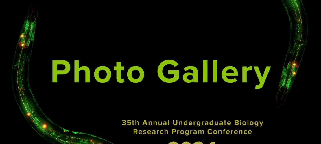 photo gallery cover image (2024)
